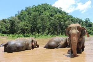 Ethical Travel in Thailand: National Park Rules, Wildlife Law and Licensed Operators